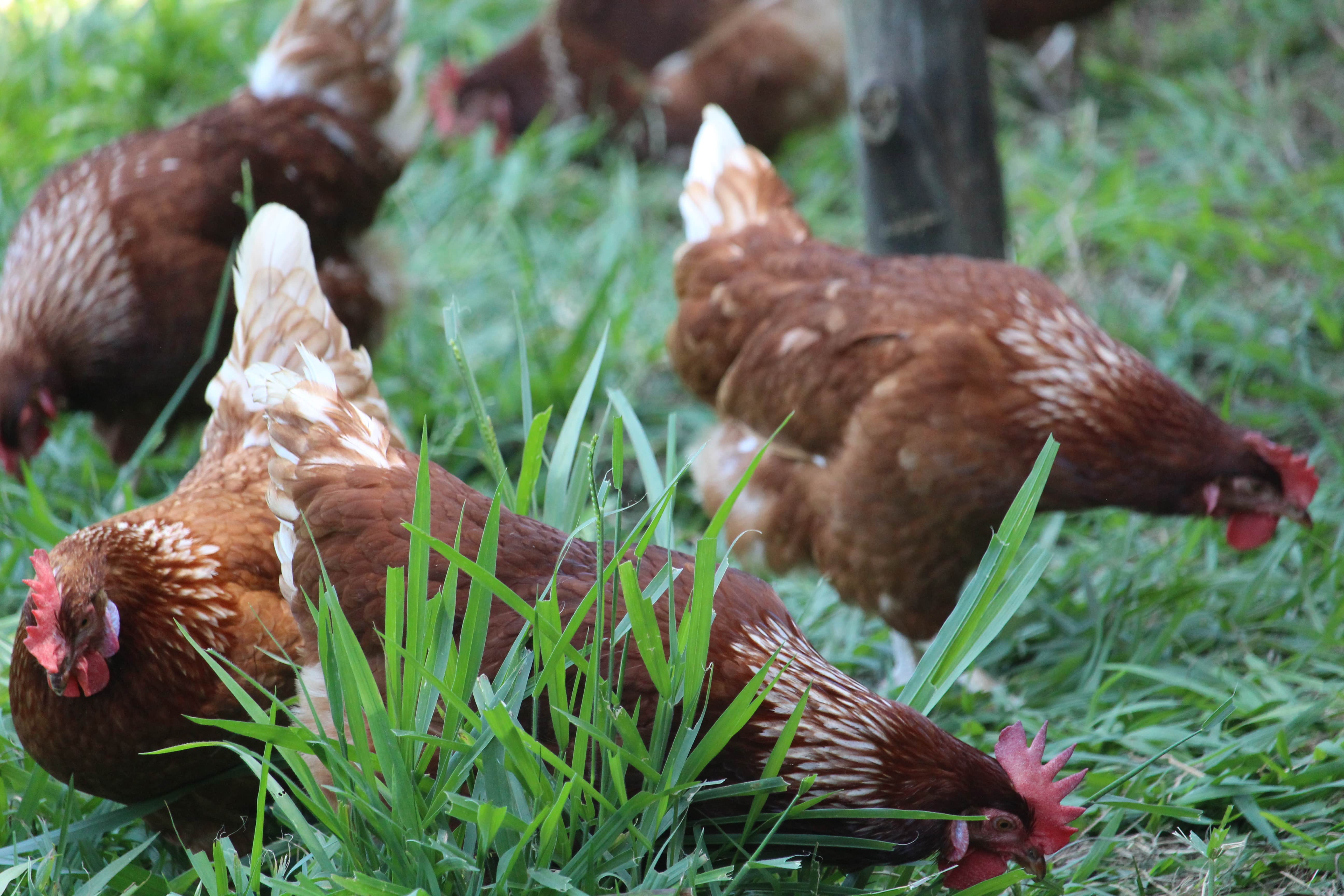 Bootstrap Examples Templates